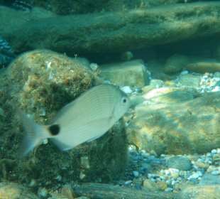 Unterwasserwelt in Kerveli