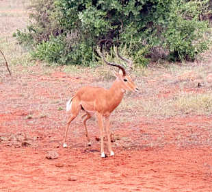 Antilope