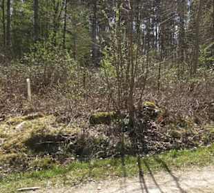 Waldsportpfad im Wasenwald
