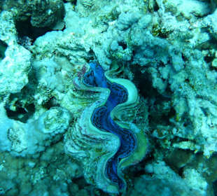 SimSim Rotes Meer Mai 2017