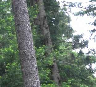 Hochseilgarten Hallwangen