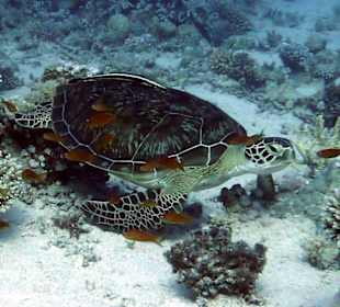 Schildkröte am Hausriff