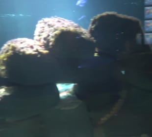 Sea Life