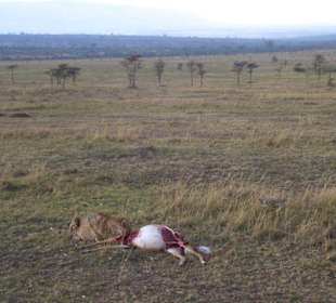 Gepard