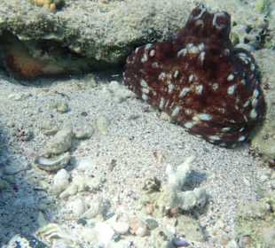 Schnorcheln Marsa Alam