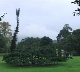 Im Botanischen Garten Peradeniya - Geführte Touren Astrid To