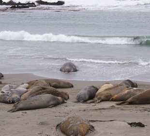 Beeindruckende Giganten: See-Elefanten