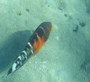 Rotbrust-Prachtlippfisch