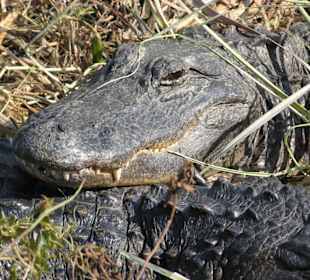 Everglades National Park: Anhinga Trail