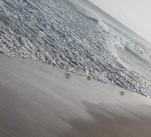 Krebse am Santa Monica