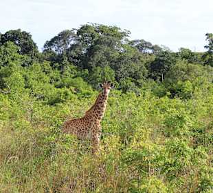 Babygiraffe