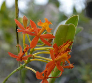 Orchideen Garten 