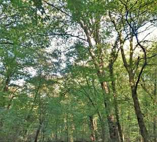 Eindrücke aus dem Neuenburger Urwald