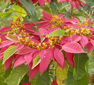 Vánoční hvězda ve velkém