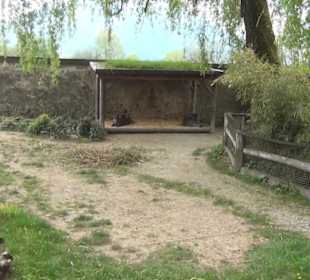 Südamerikabereich - Flachlandtaprir