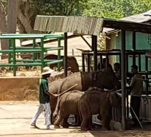 Nationalpark Udawalawe