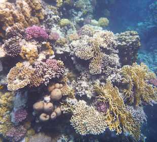 Schnorcheln Marsa Alam