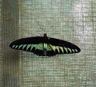 Butterfly Park Kuala Lumpur