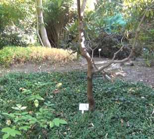 Botanischer Garten