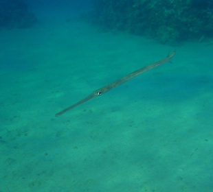 Hausriff Fort Arabesque