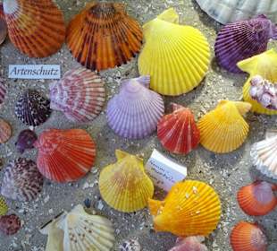 Exponate des Muschelmuseums von Hooksiel
