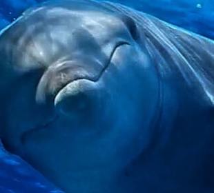 Simsim Dezember 2019