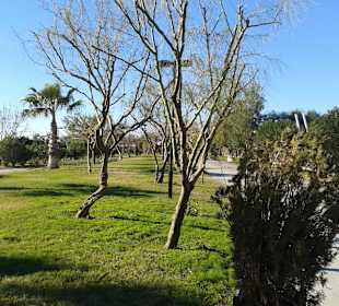 Teils fehlen halt die Blätter