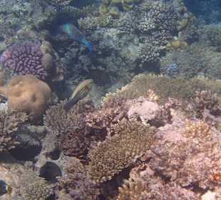 Korallen Riff mit Fisch