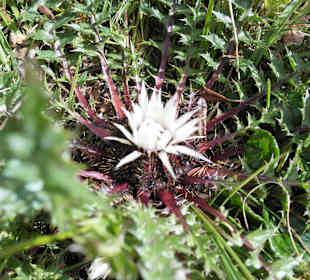 Bergflora am Staller Sattel