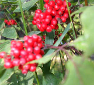 Parcul Natural Apuseni