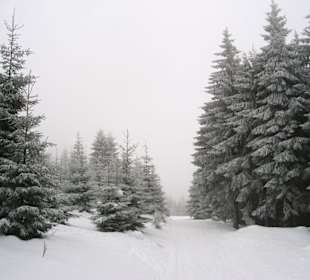 Winterwald