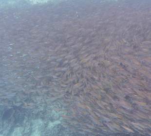 Schnorcheln Raja Ampat