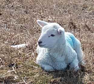 Wandern Emmelsbüll-Horsbüll