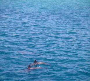 Delfintour 07.08.2012 