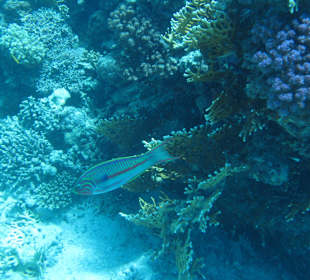 Schnorcheln mit SimSim