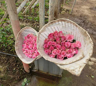 In den Gewächshäusern