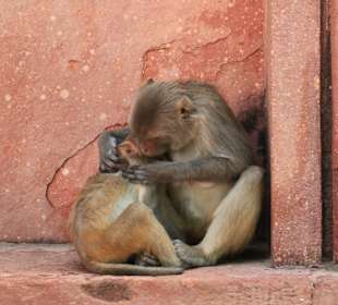 Małpy pod Taj Mahal