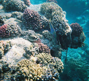 Unterwasser am Hausriff