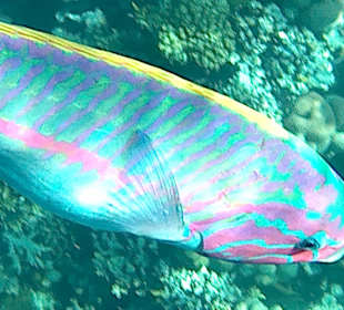 Am Hoteleigenen Riff fotografiert!