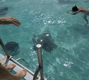 Im Wasser mit den Rochen