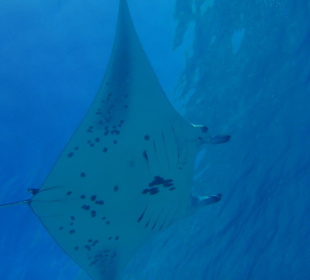 Manta