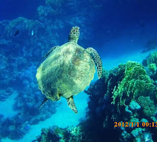 Kleinere Schildkröte mit Heckschaden