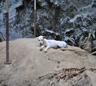 Tiger Cave Tempel (Wat Tham Sua)