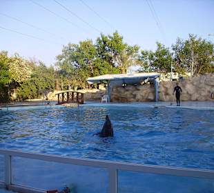 Dolphin show