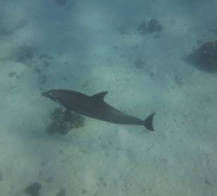 Einmalie Erlebnisse mit Mo´s Delfinen