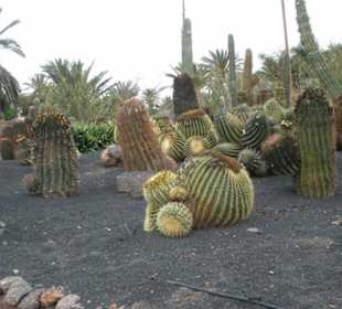 Kakteenanlage