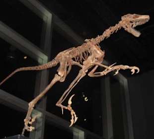 Saurornitholestes, Echsen-Vogel-Räuber