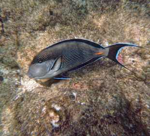 Unterwasserwelt am Hausriff