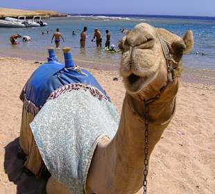 Oskar lebt noch, hurra!