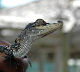 Baby Alligator
